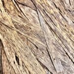 رقائق فيتنامي ذوالوجهين ( صيده )